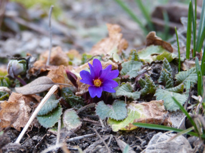 2019-02-28 Primula juliae.jpg