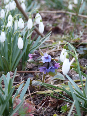 2019-02-28 Pulmonaria.jpg