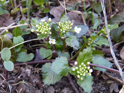 2019-02-28 Pachyphragma macrophylla.jpg