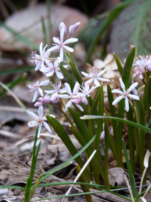2019-02-28 Scilla bifolia 'Rosea'.jpg