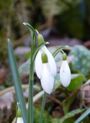2019-02-28 Galanthus.jpg