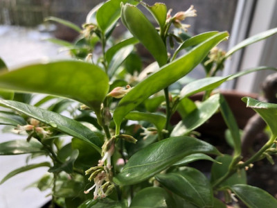 Sarcoccoca ruscifolia.jpg
