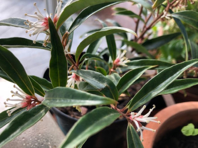 Sarcococca hookeriana digyna.jpg