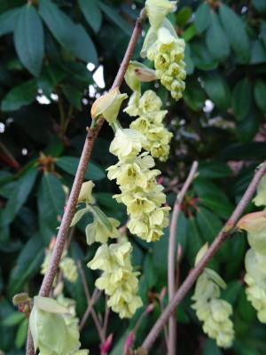 Corylopsis sinensis February 2019.JPG