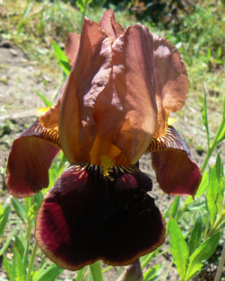Braune_Iris_07_05_19_a.jpg