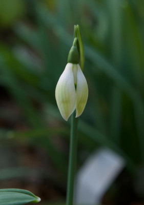 galanthus_cowhouse_green _pur.jpg