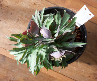 helleborus-purpurascens_pur.jpg