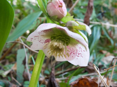 helleborus-speckled-pur .jpg