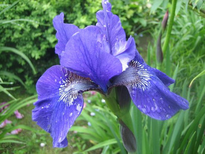 Prussion_Blue_50041.jpg
