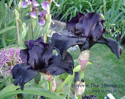 Imgp1410-Bef-T-Storm.jpg
