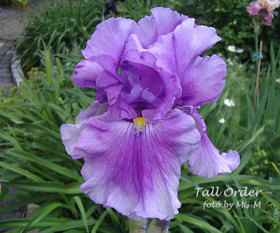 Imgp1366-Tall-Order.jpg