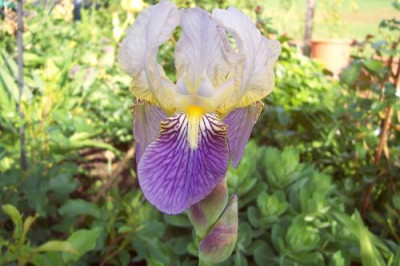 000_1689_unbekannte_Iris.jpg