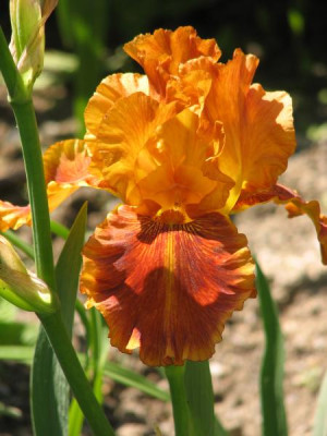 orange_iris.jpg