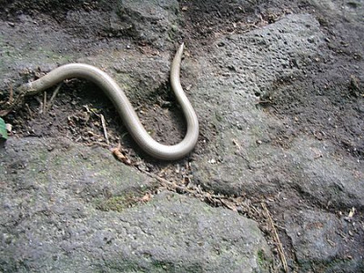 Blindschleiche_6_fars_2007.jpg