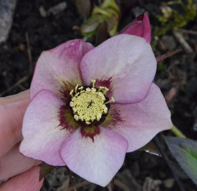 Helleborus-Sämling-rosa-weiß.19-1.jpg