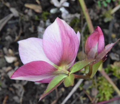 Helleborus-Sämling-rosa-weiß.19-2.jpg