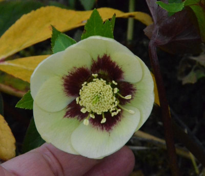 Helleborus-Sämling-gelb-rot.19-1.jpg