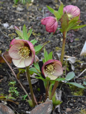 Helleborus-Sämling-AO.19-3.jpg