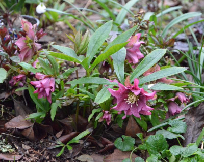 Helleborus-DoubleCrwonRose.19-1.jpg