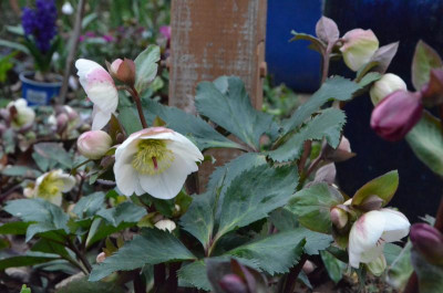 Helleborus-IceNRoses.BigWhite.19-1.jpg