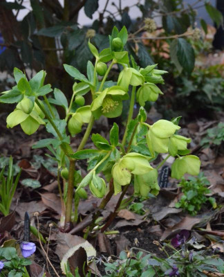 Helleborus-HarvingtonLime.19-2.jpg