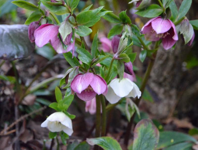 Helleborus-Sämlinge.19-2.jpg