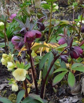Helleborus-Sämlinge.19-3.jpg