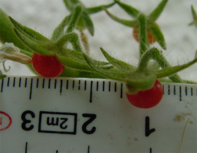 wildtomate_reif.jpg