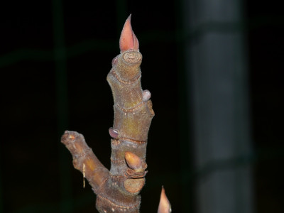 DSC_6406.JPG
