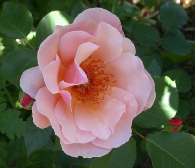 Meg_G_33476_86.jpg