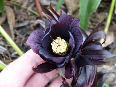 2019-03-02 Helleborus x hybridus Barnhaven 2.jpg