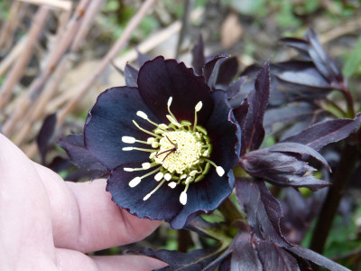 2019-03-02 Helleborus x hybridus 7.jpg
