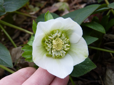2019-03-02 Helleborus x hybridus 1.jpg
