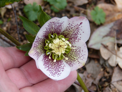 2019-03-02 Helleborus x hybridus 2.jpg