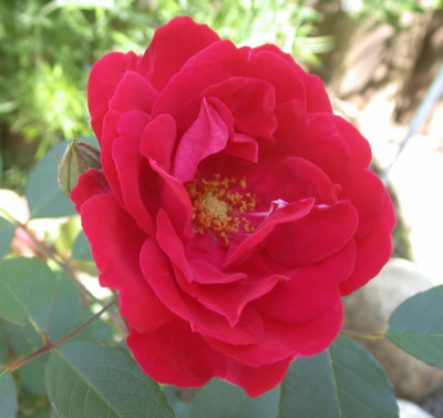 Blaze_Superior_G_33477_86.jpg