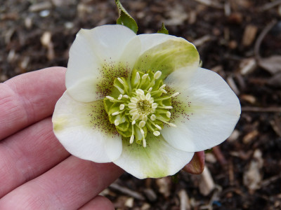 2019-03-02 Helleborus x hybridus 3.jpg