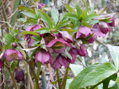 2019-03-02 Helleborus 'Roter Januar'.jpg