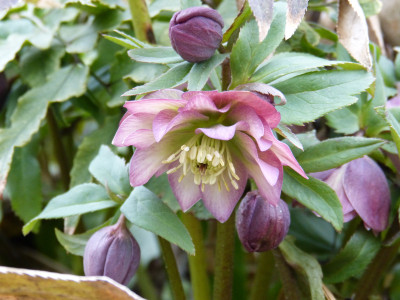 2019-03-02 Helleborus 'Schneeeule'.jpg