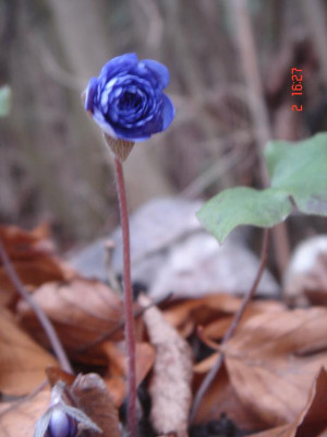 DSC05942.JPG