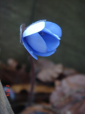 DSC05938.JPG