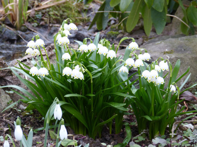 2019-03-02 Leucojum vernunm.jpg