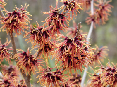 2019-03-02 Hamamelis x intermedia 'Old Copper'.jpg
