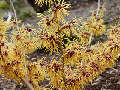 2019-03-02 Hamamelis x intermedia 'Robert'.jpg