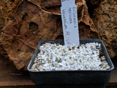Ericameria resinosa 02.03.19.jpg