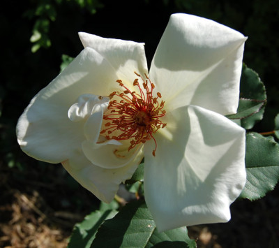 White_Wings_S1_4791_90.jpg