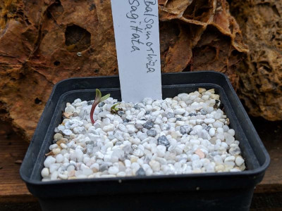 Balsamorhiza sagittata 02.03.19.jpg