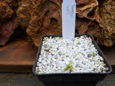Tonestus lyallii 02.03.19.jpg