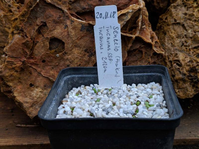 Senecio incanus ssp. incanus 02.03.19.jpg
