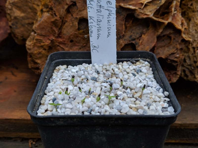 Delphinium nuttalianum 02.03.19.jpg