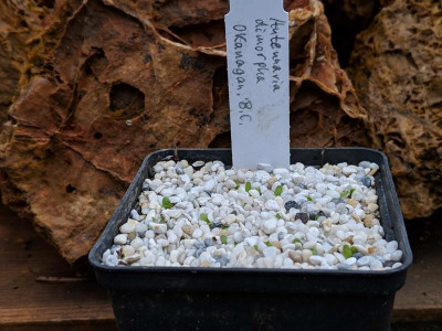Antennaria dimorpha 02.03.19.jpg